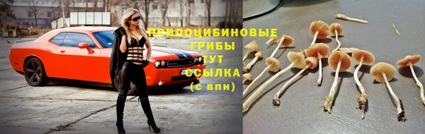 стаф Алексин